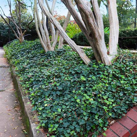 English Ivy Vines For Sale