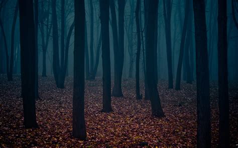 Dark Scary Forest Wallpaper 64 Images