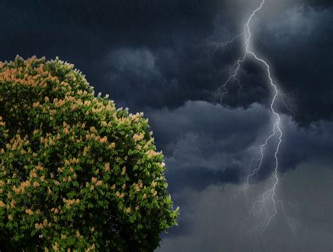Fotos Gratis árbol Ligero Nube Cielo Florecer Atmósfera Oscuro