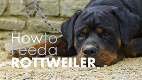 Special dietary considerations for rottweilers. ᐉ Best 5 Dog Food for Rottweilers: the Best Options (2019 ...