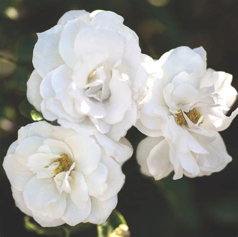 New Year New Plants Next Up On Our New For 2020 List Is White Veranda