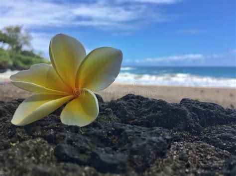 Flor Hawaiana Del Plumeria En La Playa Foto De Archivo Imagen De