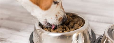 It is a complex system and there are various. How Long Does it Take a Dog to Digest Food? | Vetericyn