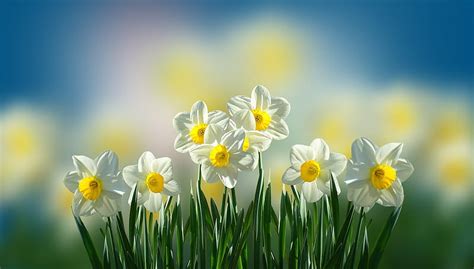 Daffodils Flower Hd Images Best Flower Site