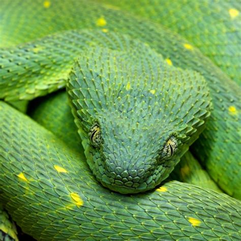 West African Bush Viper Strictly Reptiles Inc