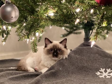 Two Cats And A Christmas Tree Ragdolls