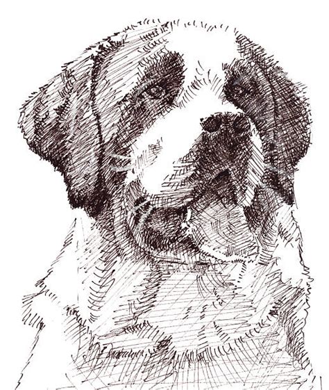 St Bernards Drawings Illustrations Royalty Free Vector Graphics And Clip