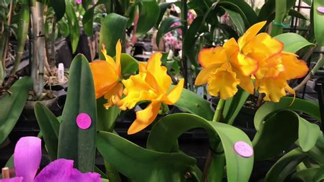 Great customer service, awesome prices and the best orchid supplies. Orchid Show & Sale At Venice, Florida 2019 - YouTube