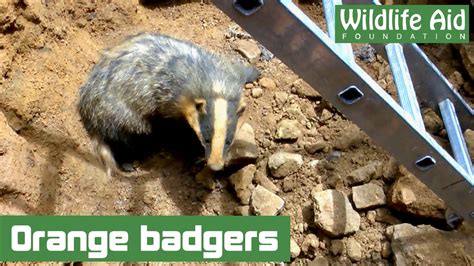 Right This Minute A Badger Rescue Youtube