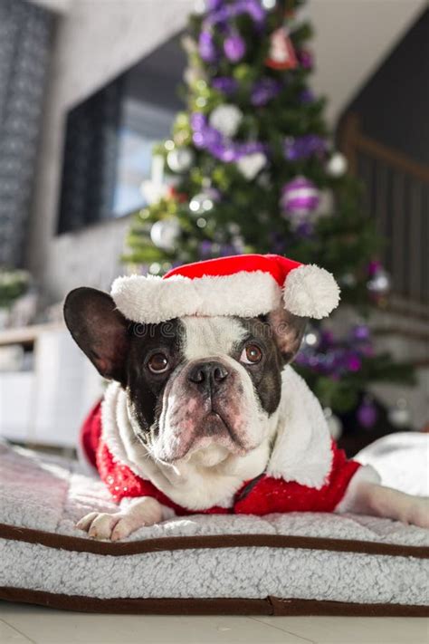 French Bulldog In Santa Costume Under The Christmas Tree Stock Image