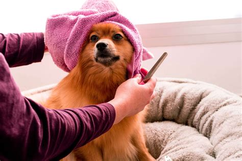 Stinky Dog Ears Why Your Dogs Ears Smell Pets And Mindful Animal Owners
