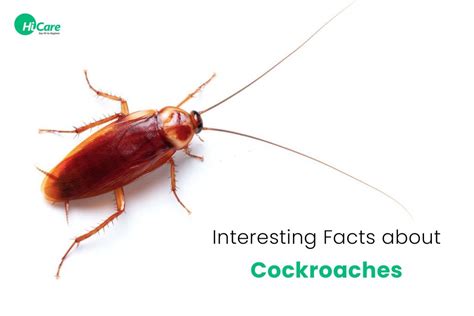 Cockroach Facts 10 Interesting Facts About Cockroaches Hicare
