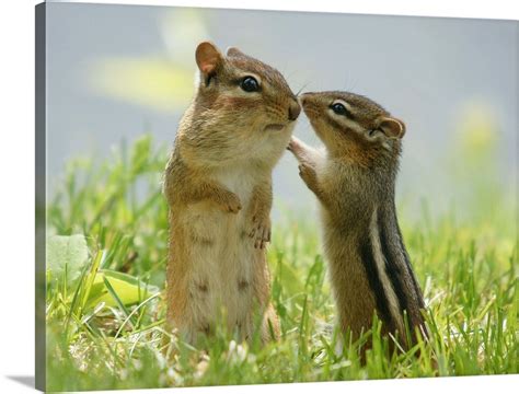 Mother And Baby Chipmunks In Grasses Ontario Canada Wall Art Canvas