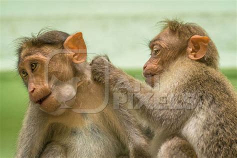 Two Cute Macaque Monkeys Sitting Together With Green Background In