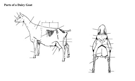 Parts Of A Dairy Goat Diagram Quizlet