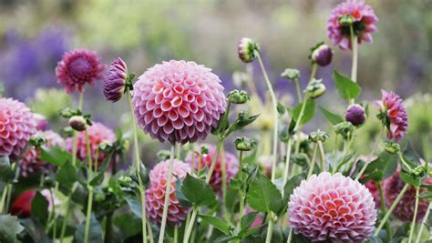 How To Grow Dahlias And Create Dazzling Displays In Your Garden