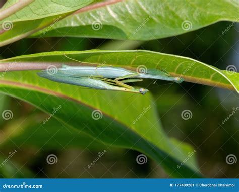 Macro Photo Of Praying Mantis Mating On Back Of Green Leaf Stock Image