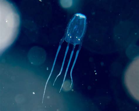 What Eats Box Jellyfish Box Jellyfish Predators