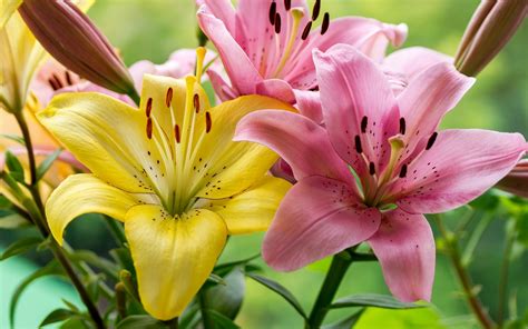 Download Wallpaper 1680x1050 Pink And Yellow Lily Flowers Hd Background