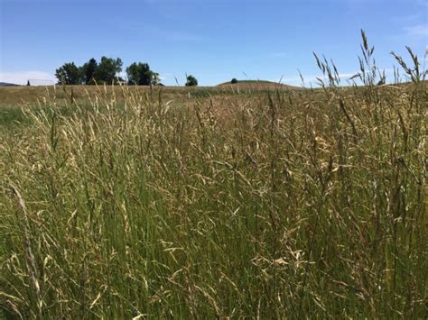 Creeping Red Fescue Great Basin Seeds