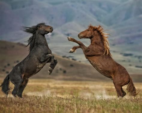 Don't Believe Everything You Think - With Wild Mustangs and Life 
