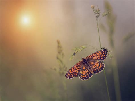 Butterfly Flying Into The Sunset By Diana Kraleva