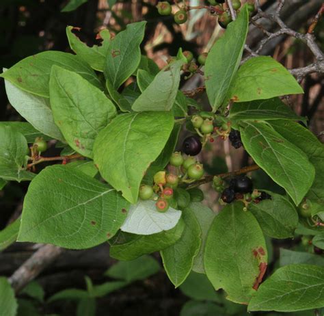 Maryland Biodiversity Project Hairy Highbush Blueberry Vaccinium