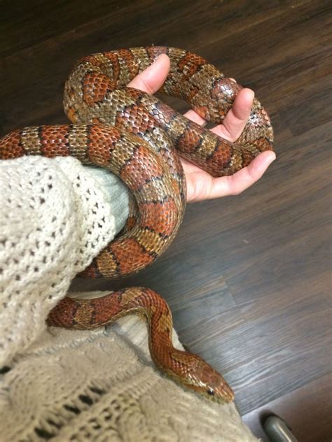 Corn Snakes Sarett Nature Center