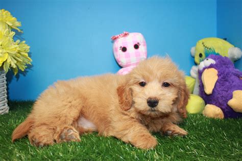 It's free to post an ad. Mini Goldendoodle Puppies For Sale - Long Island Puppies