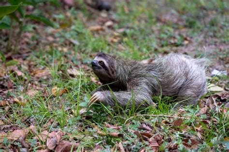 Free Photo Closeup Of A Two Toed Sloth On The Ground Covered In