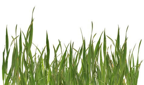 Grass Picture Png Format Grass Png Image Green Grass PNG Picture