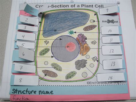 Animal And Plant Cell Foldable Science Cells Biology Classroom