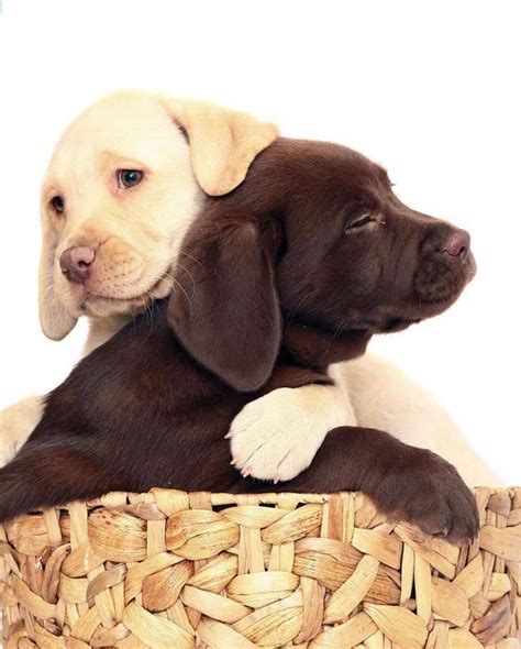 It took four years since our beloved eva passed away to finally bring another dog into the family. 10 Adorable Labrador Retriever Puppies You've Ever Seen