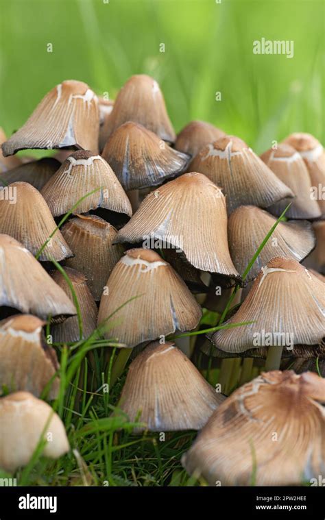 Cluster Of Mushrooms And Bright Green Grass Growing In A Garden In