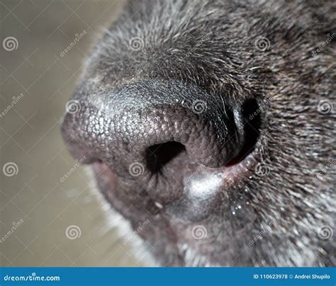 Beautiful Black Dog S Nose Macro Stock Photo Image Of Breathe