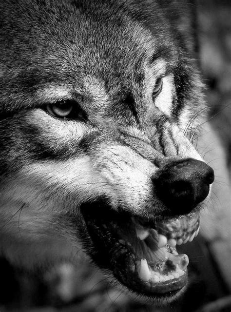 Free disney princess silhouette printables. 163 best images about Wolf drawings on Pinterest | Wolves ...