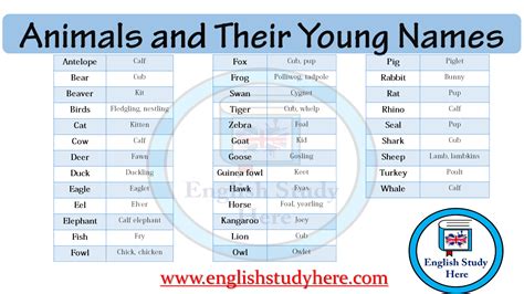 Animals And Their Young Names English Study Here
