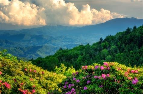 North Carolina Wildflowers Guide And Where To See Them In Western Nc