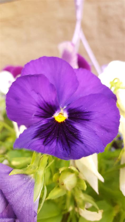 Purple Flower With Yellow Center By Articjane On Deviantart