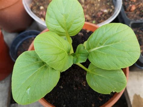 Petani profesional harus tau cara membuat pupuk urea cair organik untuk mengatasi kekurangan ketersediaan pupuk kimia. Buat Sendiri Baja Guna Yakult & Telur Untuk Suburkan ...