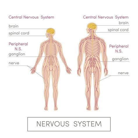 The nervous system is made up of the central nervous system, which includes the brain and spinal cord, and the peripheral nervous system, which includes the autonomic and somatic nervous systems. Peripheral nervous system | Peripheral nervous system ...