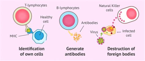 Autoimmune Diseases How Do They Affect Fertility