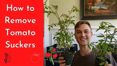 Tomato Suckers Identifying And Removing From Tomato Plants Youtube