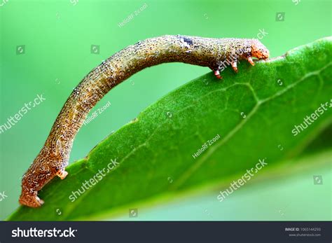 Moth Larvae Natural Environment Stock Photo 1065144293 | Shutterstock