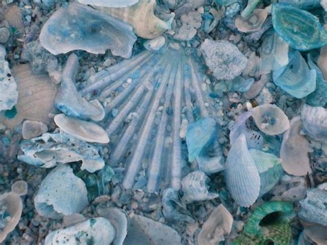 1000 Images About She Likes Sea Shell Collages On Pinterest Sea