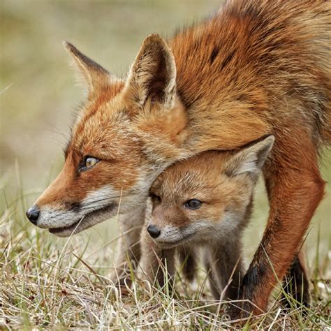 Red Fox Puppy With Her Protective Mom Pet Fox Animals Beautiful Fox