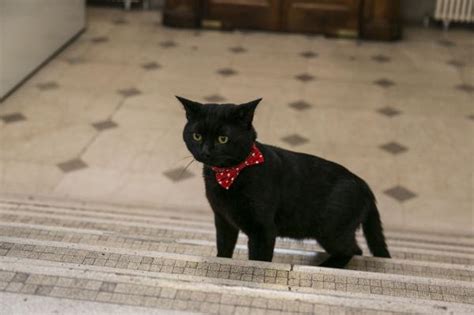 15 Famous Black Cats In History And Culture With Pictures