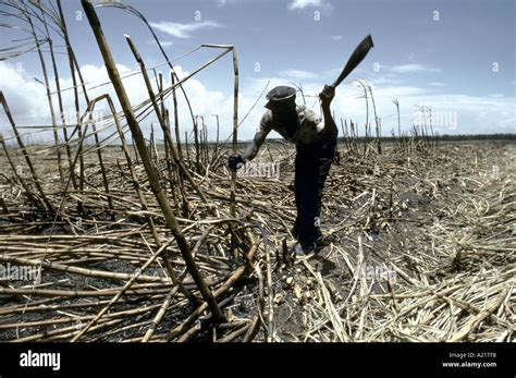 Cutting Sugar Cane In A Field With A Carving Knife Jamaica West