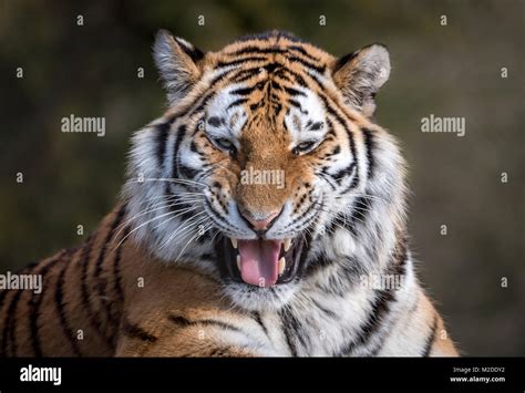 Female Amur Tiger Grinning Stock Photo Alamy
