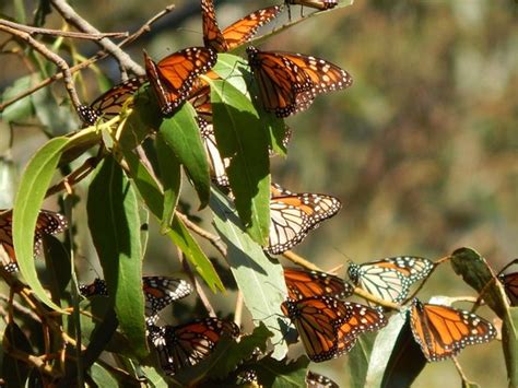 Monarch Butterfly Grove Pismo Beach 2021 Alles Wat U Moet Weten